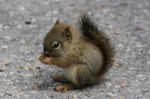 baby-squirrel