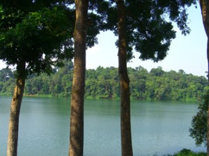 trees-at-the-singapore-zoo