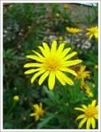 yellow flower by the roadside ©&nbsp;pling