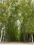 neverending boulevard of trees at the Versailles&nbsp;garden